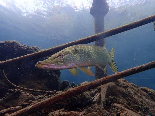 Brochet